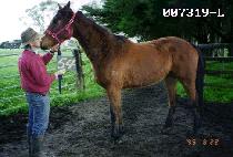 ����� (NEW MOA) ����