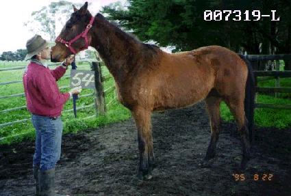 ����� ����