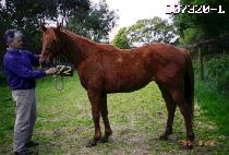 õ�� (CHEONSIM) ����