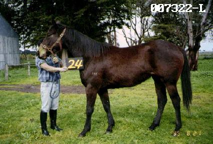 �����ڽ� ����