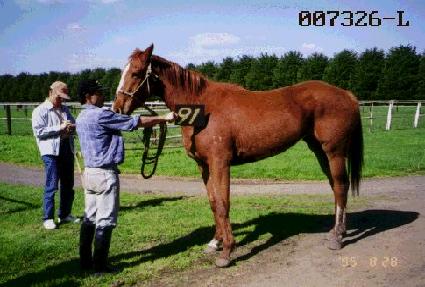 ��︲ ����