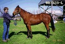 �ƴ� (ADAM) ����