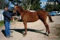 �ٵ�� (DADIRO) ����