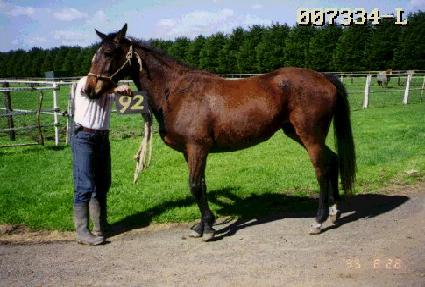 ���� ����