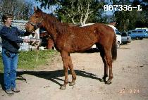 ��ƴ����� (ANOTHER BOSS) ����