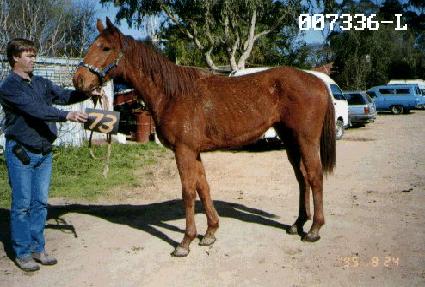 ��ƴ����� ����