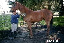 �߸��� (BALMYEONGWANG) ����