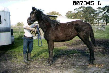 ����̳� ����