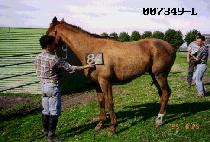 ûõ���� (CHONGCHON BYOKRYOK) ����