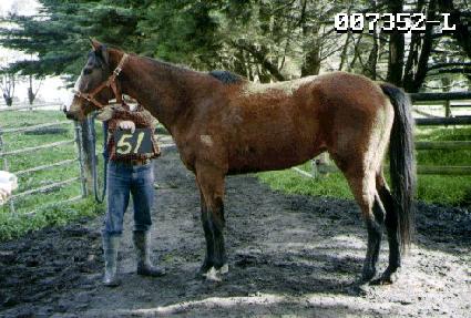 ������ ����