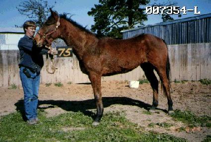 ������ ����