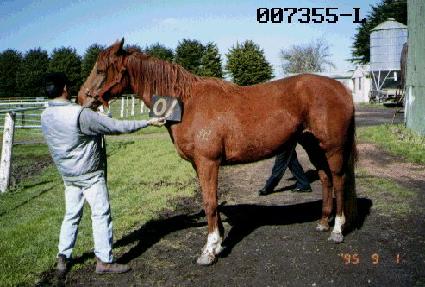 ����� ����