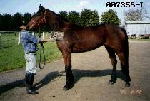 ������ (SAJAPYEONG) ����