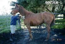 �ɼҴɴ� (NEUNGSO NEUNGDAE) ����