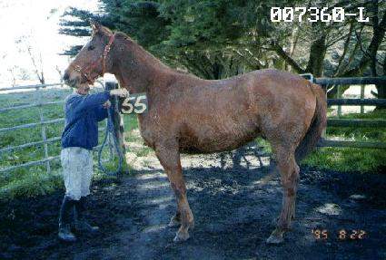 �ɼҴɴ� ����