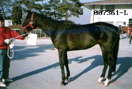 ���� ����