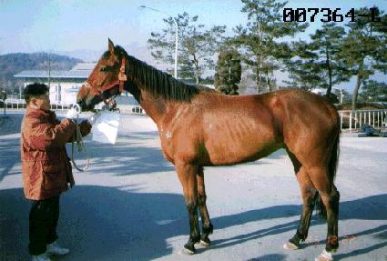 ��»� ����