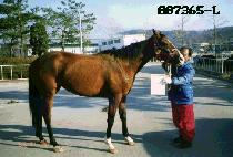 ��õ���� (KWACHON YEONGWOONG) ����