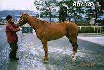 ��õ (BICHEON) ����