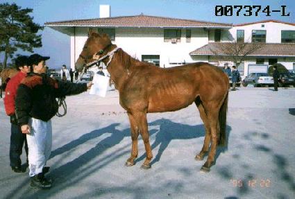 ���� ����