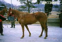 �Ź��� (GEOMOOREOK) ����