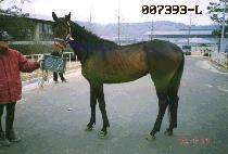 �ϴ� (HANEUL) ����