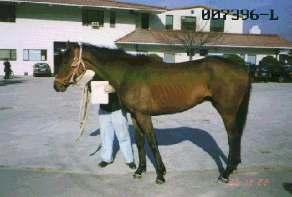 ����� ����