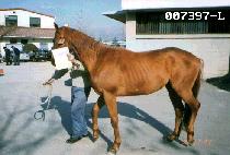 ���ƶ� (NALARA) ����