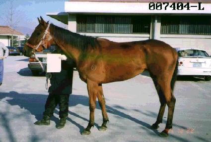 ��õ ����