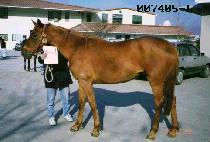 �ν��� (BUSEULAN) ����