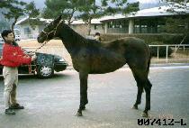 ������ (OBOE) ����