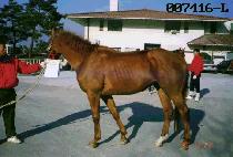 �ڻ��� (JASAENGCHO) ����