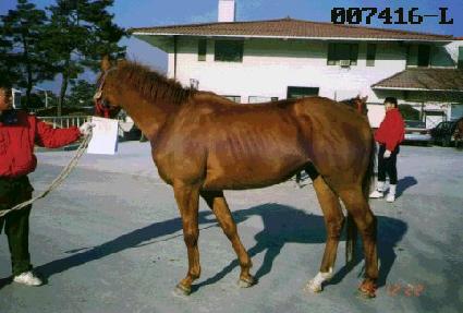 �ڻ��� ����