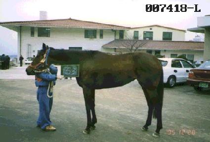 ����Ư�� ����