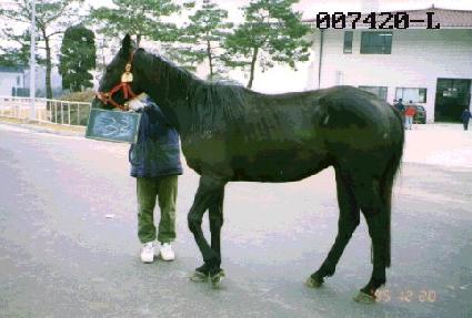 �������ص帲 ����