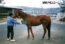 ��Ű����Ÿ (LUCKY MASTER) ����