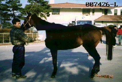 ������ ����