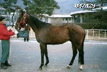 ���µ� (AMTAEDO) ����