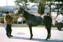 ��õ (NAKCHEON) ����