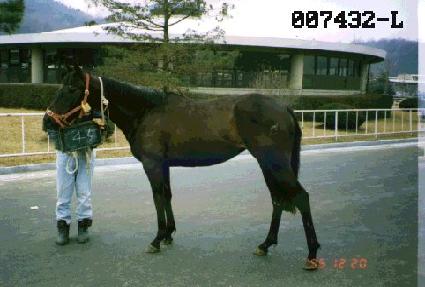 �鷯�� ����