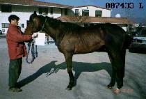 ȭ���þ� (PHARMACIA) ����