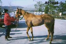 ��彺�� (GOLD STONE) ����