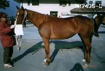 �ض��� (GEUK RAK AM) ����