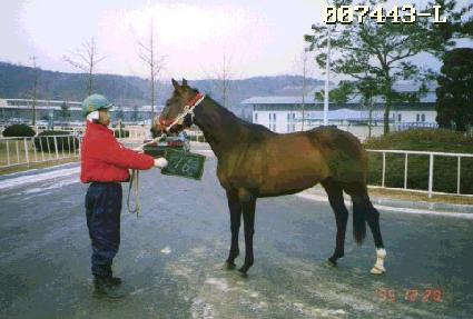 ���긣ī ����