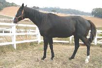 PSYCHOBABBLE picture