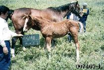 ��� (TEUNGDAE) ����