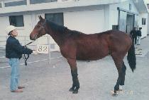 �Ҳɽ� (PULKKOT SHOOT) ����