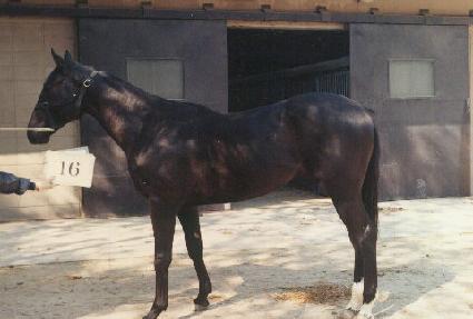 ������� ����