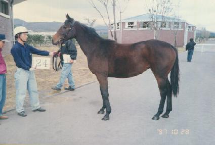 �ɳ��� ����