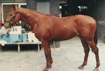 �˸� (CH��ONGMAE) ����